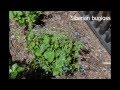 12-05-17 dwarf broom red weigela iris columbine.mp4