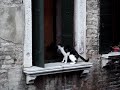 Kid vs kitten / Gattino contro bambino Kid vs kitten / Gattino contro bambino