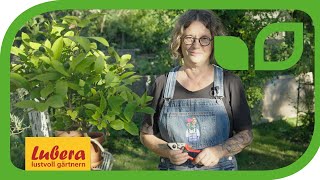 Zitronenbaum schneiden: Schnittanleitung und Tipps 🍋