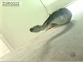 funny clips