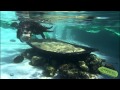 501 & Toola Diving