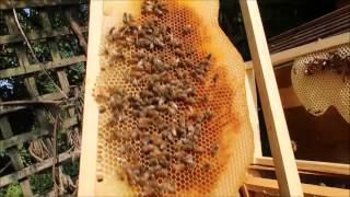 And another Swarm Attempt