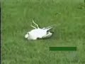 funny golfing accident - lady kills seagull with golf ball