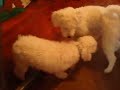 Helens Dog Visits Jack ! 768 Helens Dog Visits Jack ! 768