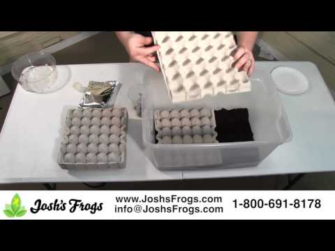 YouTube reptile video