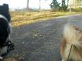Sascha, Mischa and Rocky