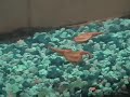 Triops Triops