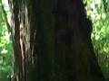 DriveAbout 107 - Redwood National Park, CA