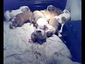 british bull dog puppies