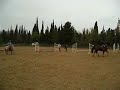 b1 voila c'est moi sur Agali de Gautar, double champion de france en complet, au cours compète. c'était trop dur !!!il fallait prendre les option !$! a trop dur... bon je vous laisse déguster se que j'ai eu du mal à avaler (lol)