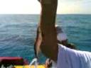 Sameh(290)