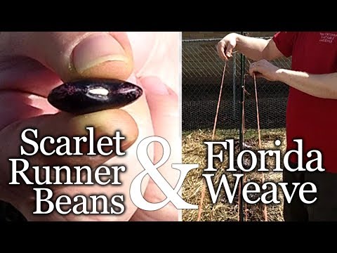 how to fertilize white half runners