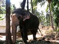 the great elephants of guruvayur - guruvayur 5