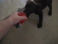 vid godiva brendan tug war