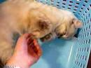 American curl
