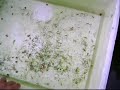 Koi �retimi