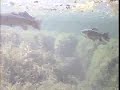 Underwater Fish Cam  - Trophy Rainbow Trout Fly Fishing