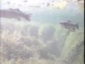 Underwater-Fish-Cam-