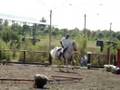 videos de Lusitano brasileiro em ação!
