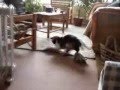 El rat�n