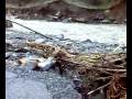 Bistrica Disaster - At the Hydroelectric office building.