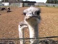ダチョウの首