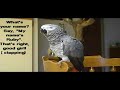 RUBY THE TALKING PARROT (WITH SUBTITILES) PART 1