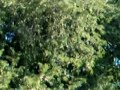 Pe de Tamarindo Fazenda Jacu Goias