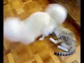 Cute Doggy vs Cat