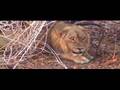 stoned (old) lion with a kill 