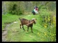 Man Goat