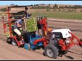 je transplante légumes horticulture agriculture potager
