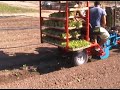 je transplante légumes horticulture agriculture potager
