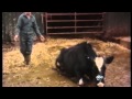 Mad Cow Disease Found in California - YouTube