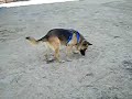 Rex corriendo Rex corriendo
