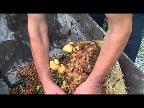how to harvest ginger plant