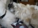 Titus and Abbey