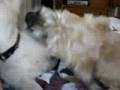 Titus and Abbey