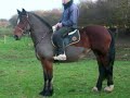 12 yrs 14.3 hh Bay - Yorkshire