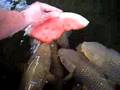 Marusei Chagoi meet Watermelon