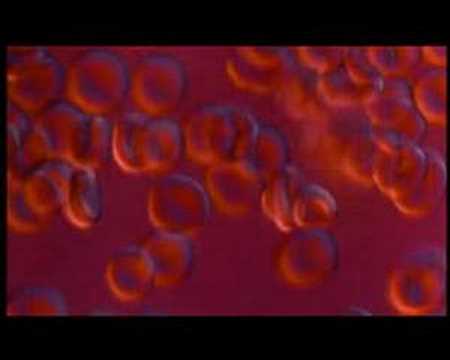 Bram Stoker's Dracula MV - Dark Waltz
