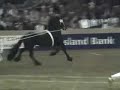 KFPS Friesian Stallion Gradus 356 KFPS Friesian Stallion Gradus 356