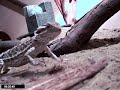 Tarus die Argame Teil 1(Die Mehlwürmer)  www.dflat.de.ki