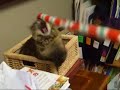 my crazy cats