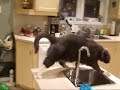 my crazy cats