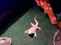 Bearded-Dragon-Feedi