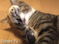 びっくりピッピベロ♪ surprise cat pippi