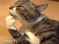 びっくりピッピベロ♪ surprise cat pippi