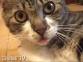 びっくりピッピベロ♪ surprise cat pippi