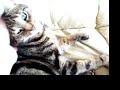 My Cat Tinsley